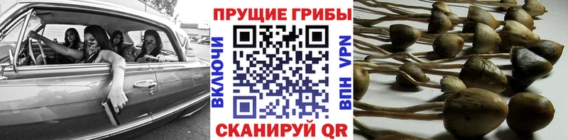 Купить закладки  Судогда  Псилоцибиновые грибы MAGIC MUSHROOMS 